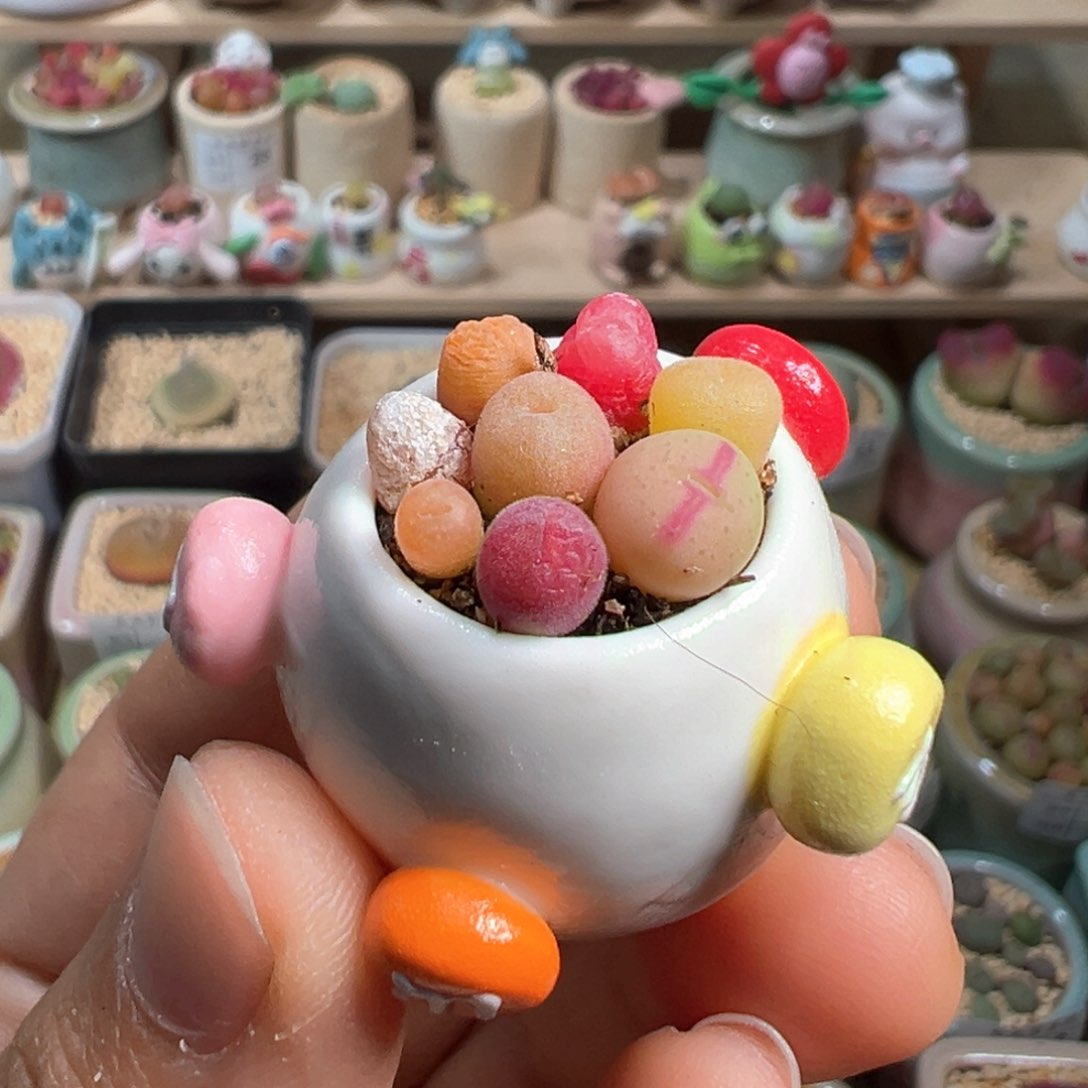 多肉植物54号拇指盆