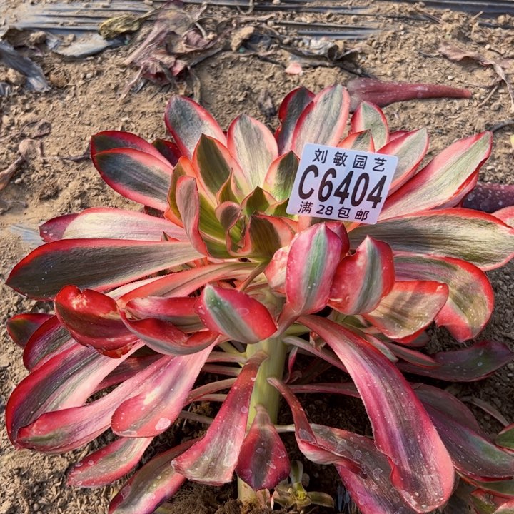 红魔女多肉植物法师6404