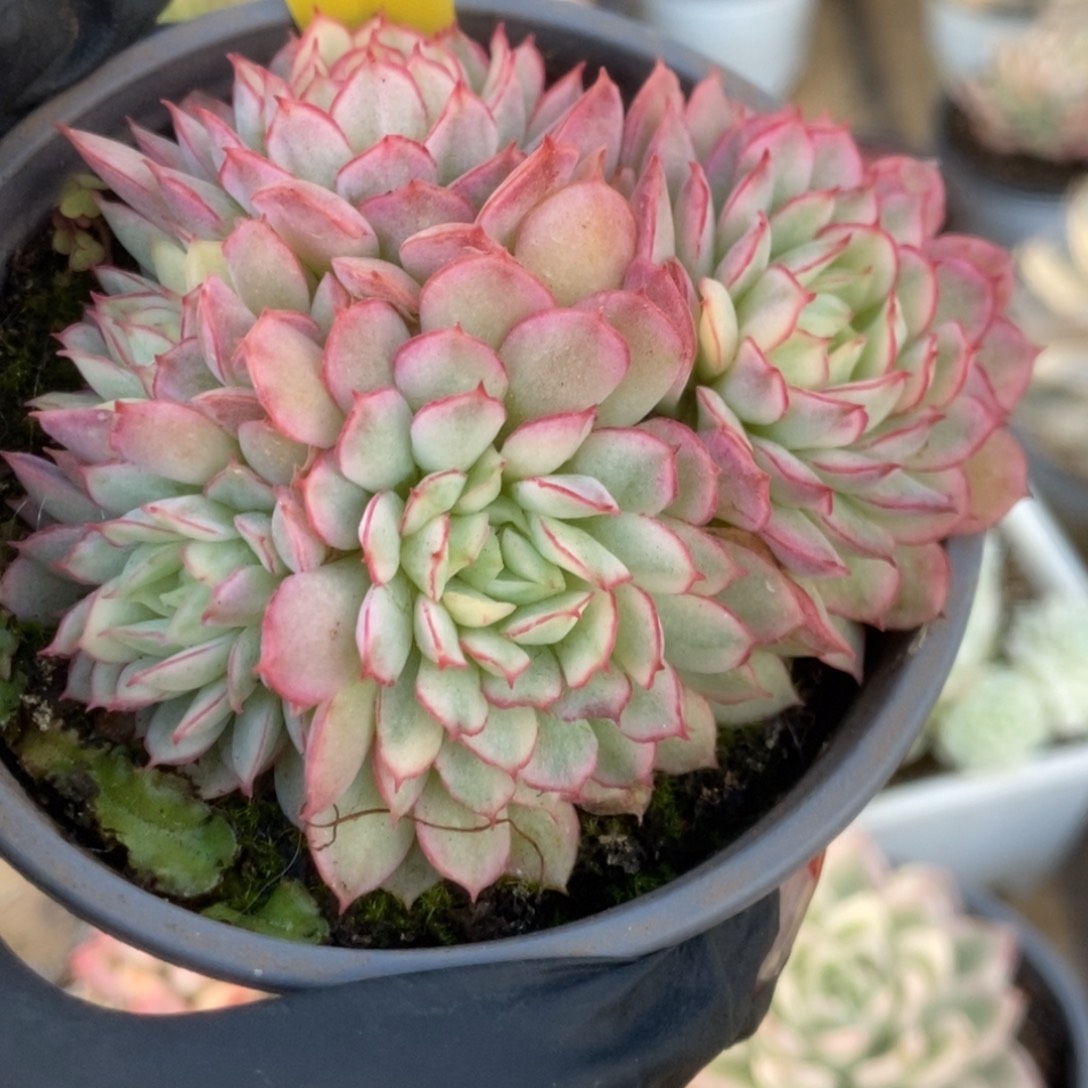 510黄覆轮梦幻玫瑰锦