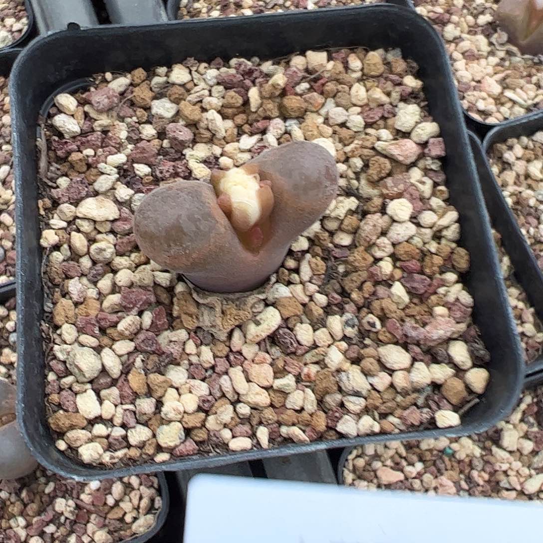 一物一拍。        353