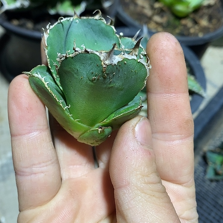 多肉植物龙蛇兰植物蚩尤