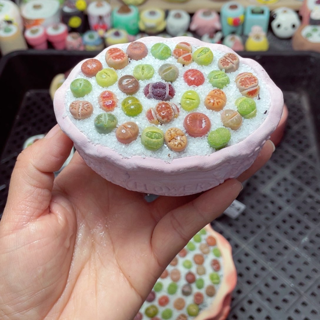 w6125 带盆土发货-零下地区拍保温箱