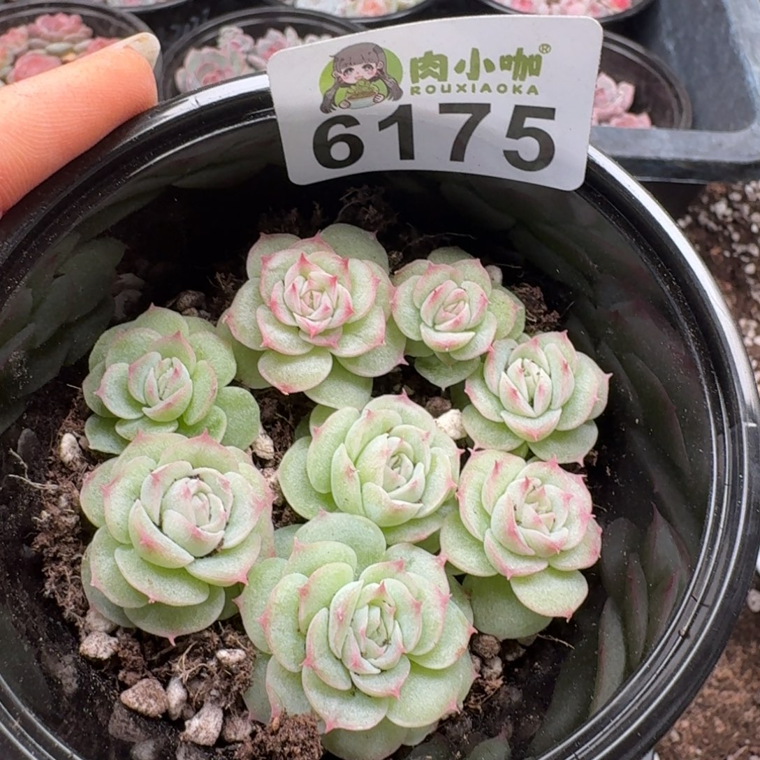 多肉植物多肉植物