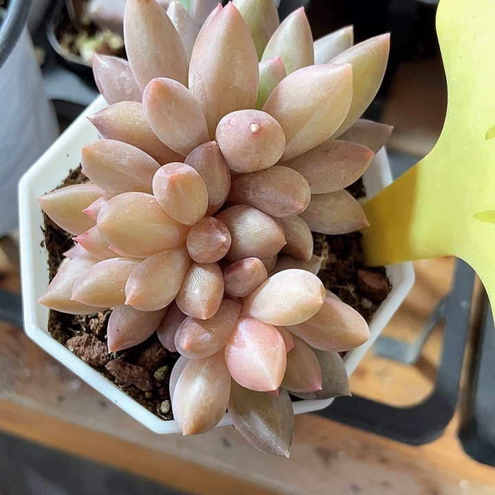 多肉植物车厘子14