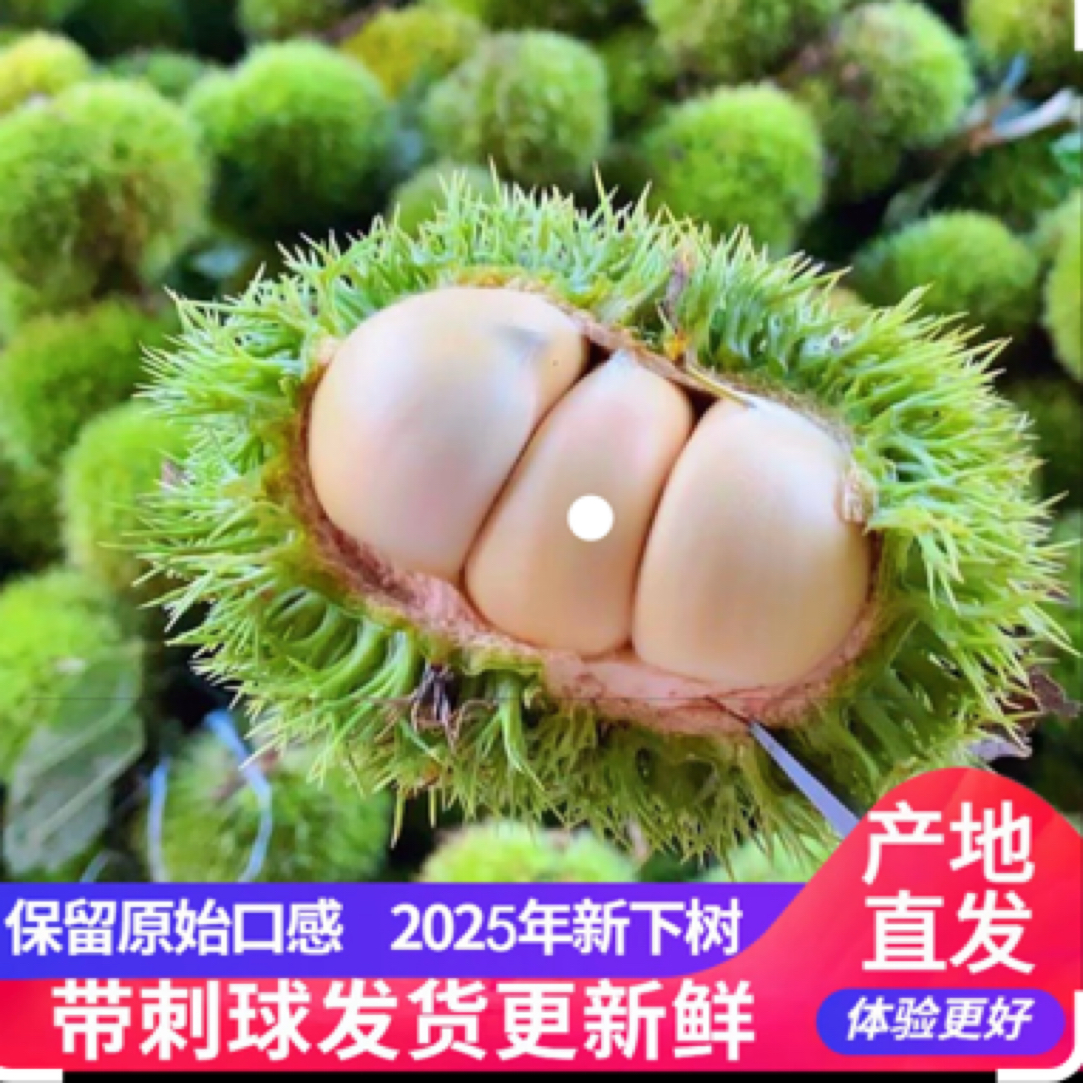 （头茬刺球顺丰包邮）2025新货河南信阳当季新鲜白壳生嫩嫩板栗新鲜