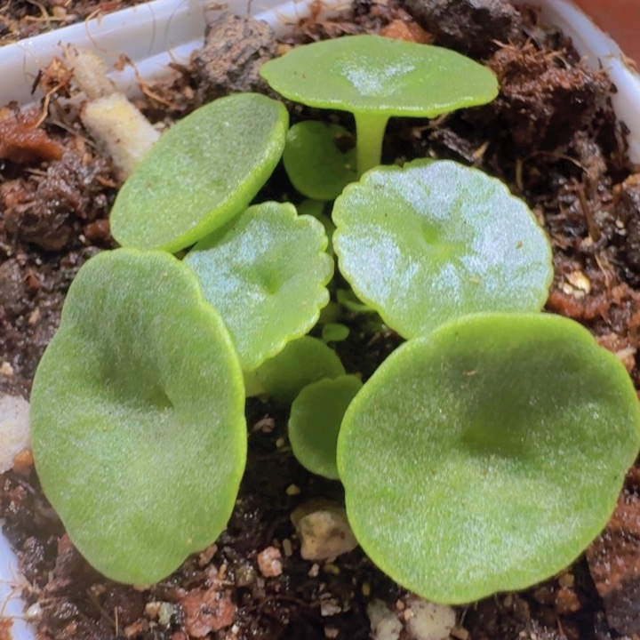 玉盃小雨伞王炸一颗