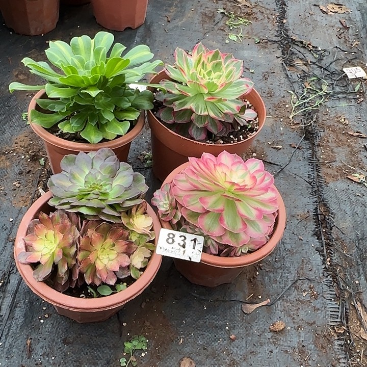 4颗小苗多肉植物831