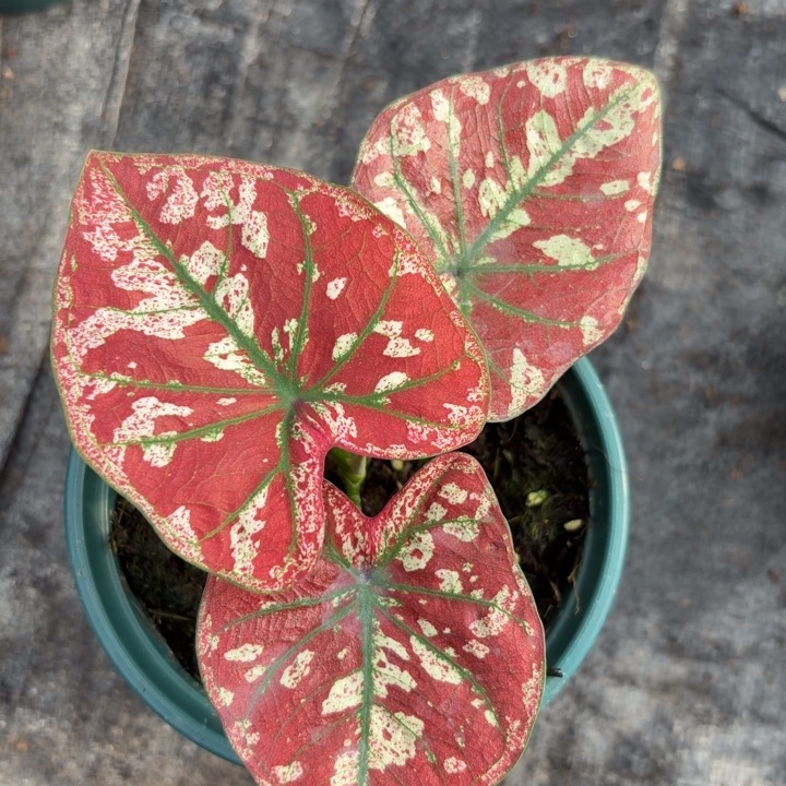 完全开放泰国彩叶芋1