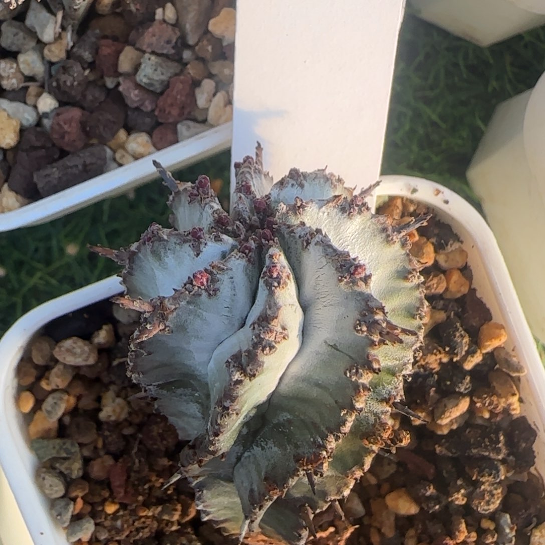 2048 白衣魁伟玉1111