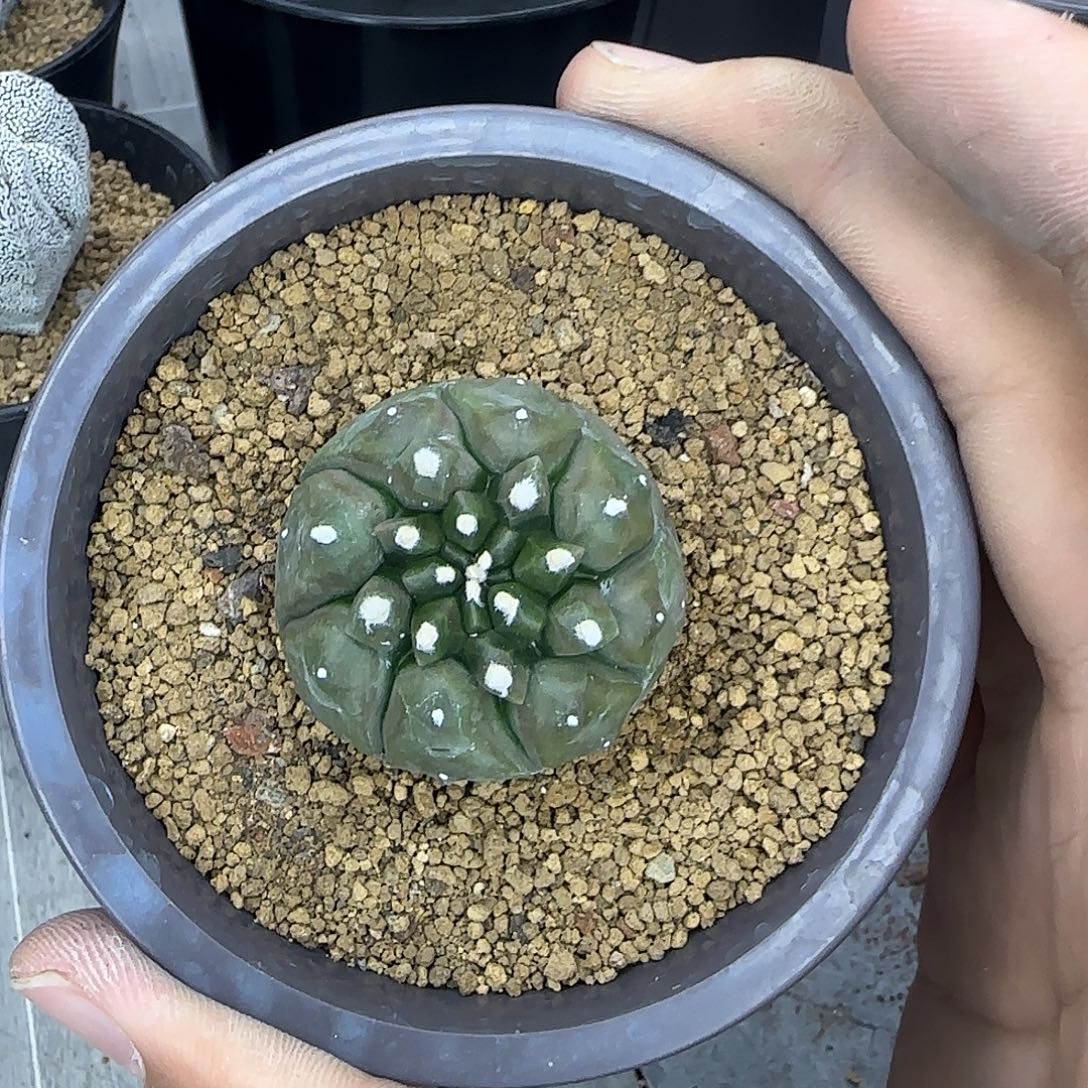 龟甲角兜实生根009