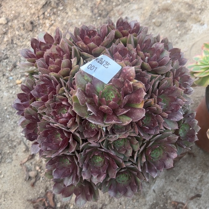 红魔手捧多肉植物001