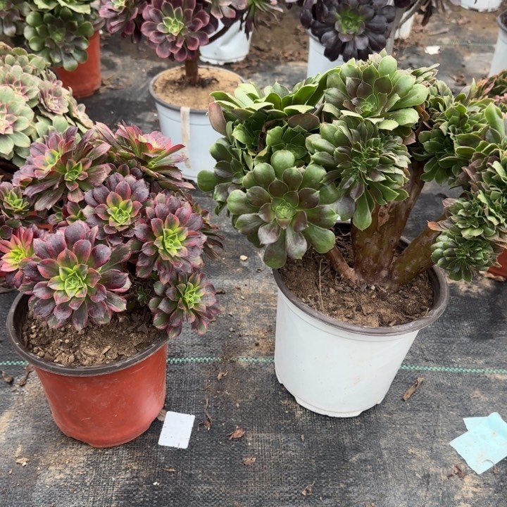 玫瑰缀化➕水果糖包邮。       