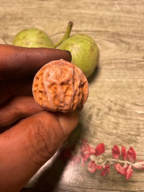 门头沟元宝狮子头，青青代开不退不换看好下单