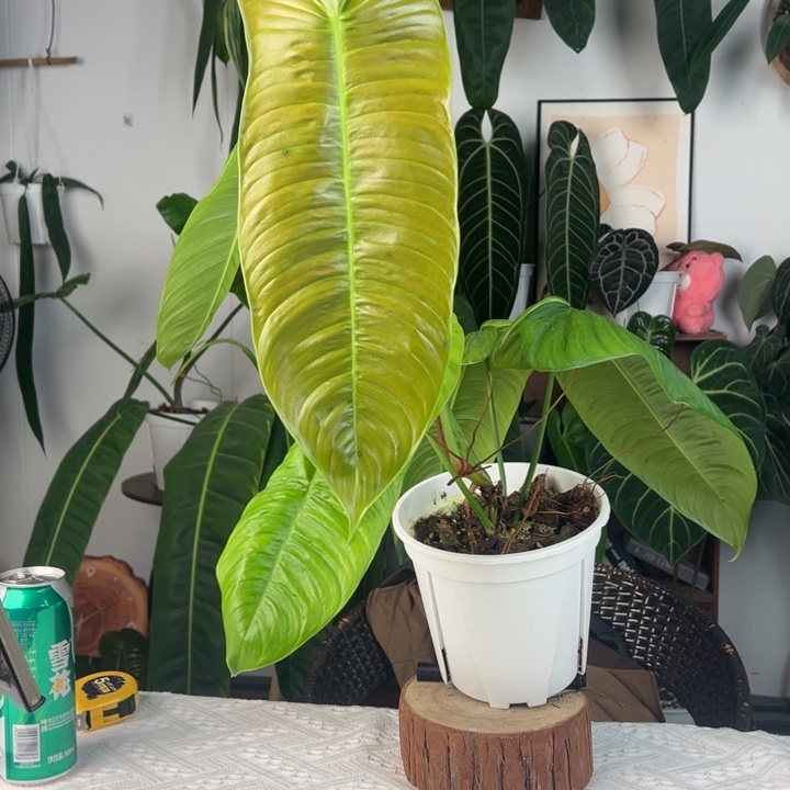 完全开放原种莎伦叶长41