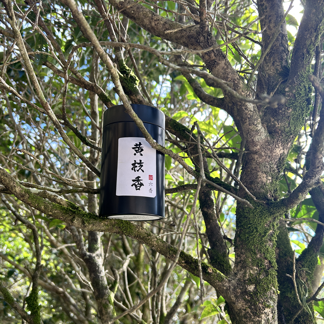 2025（自家采摘）：黄枝香：＂栀子蜜香，回甘醇滑