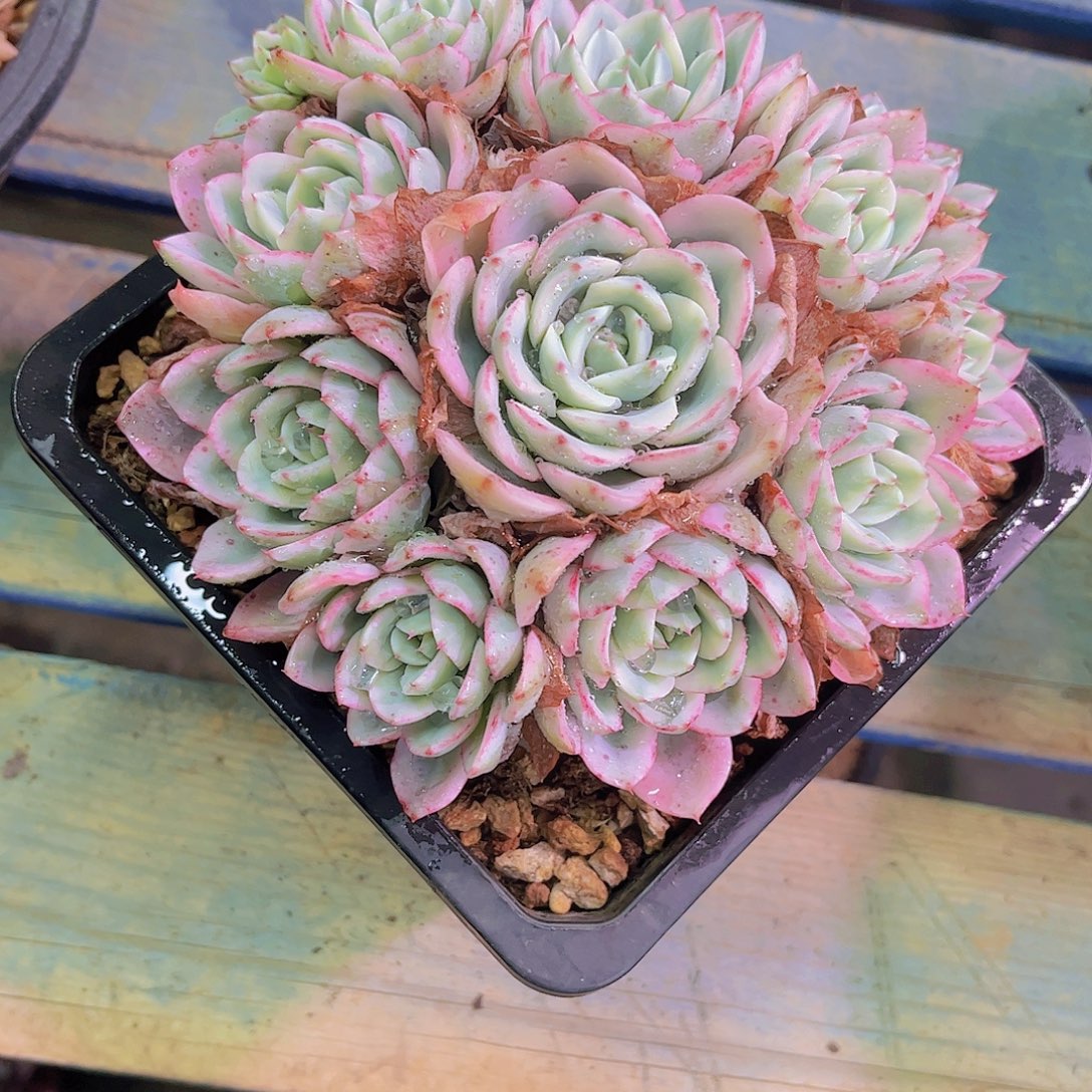 我***鱼黄桃锦Ａ876号一颗一物一拍