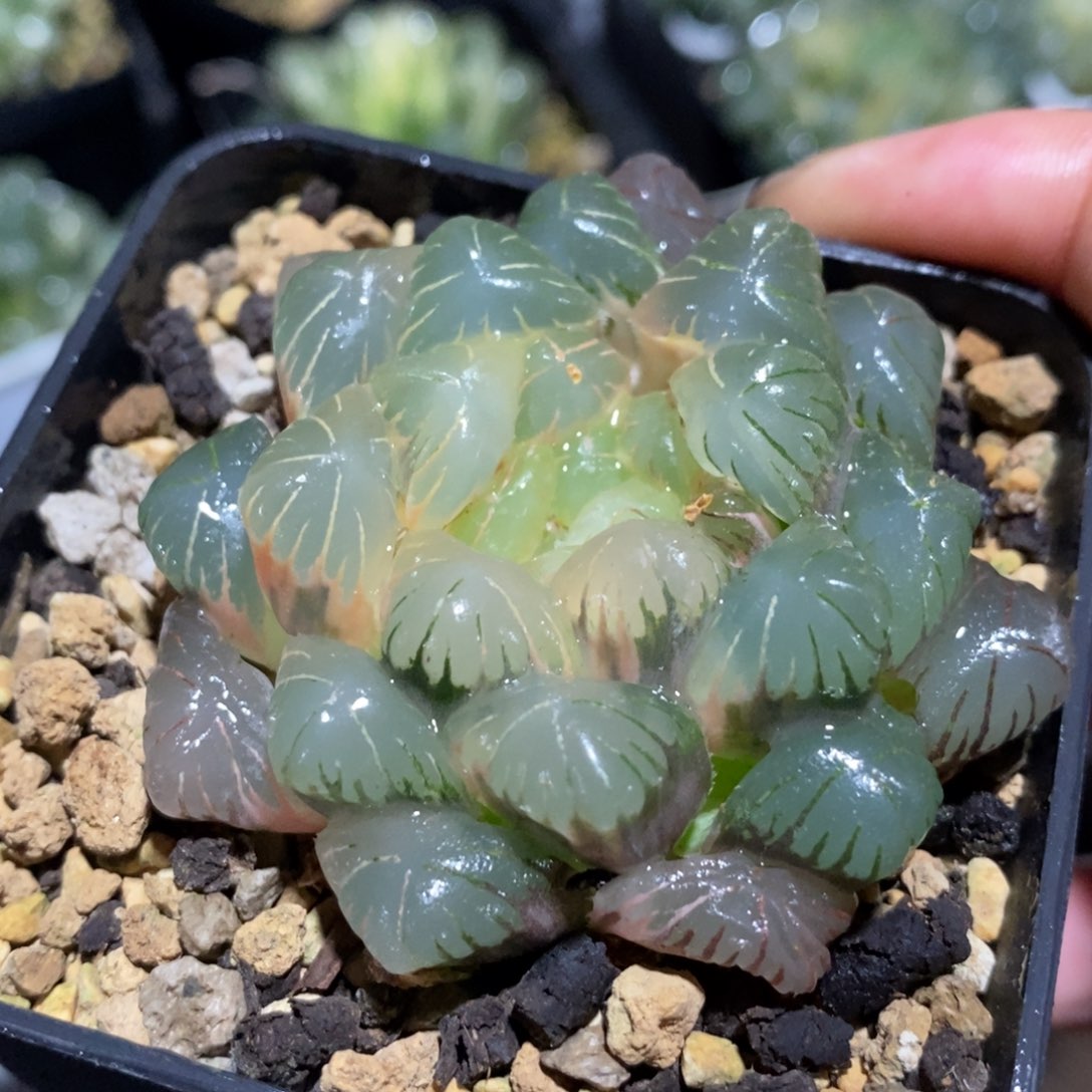一颗湖水玉露锦 元旦福利