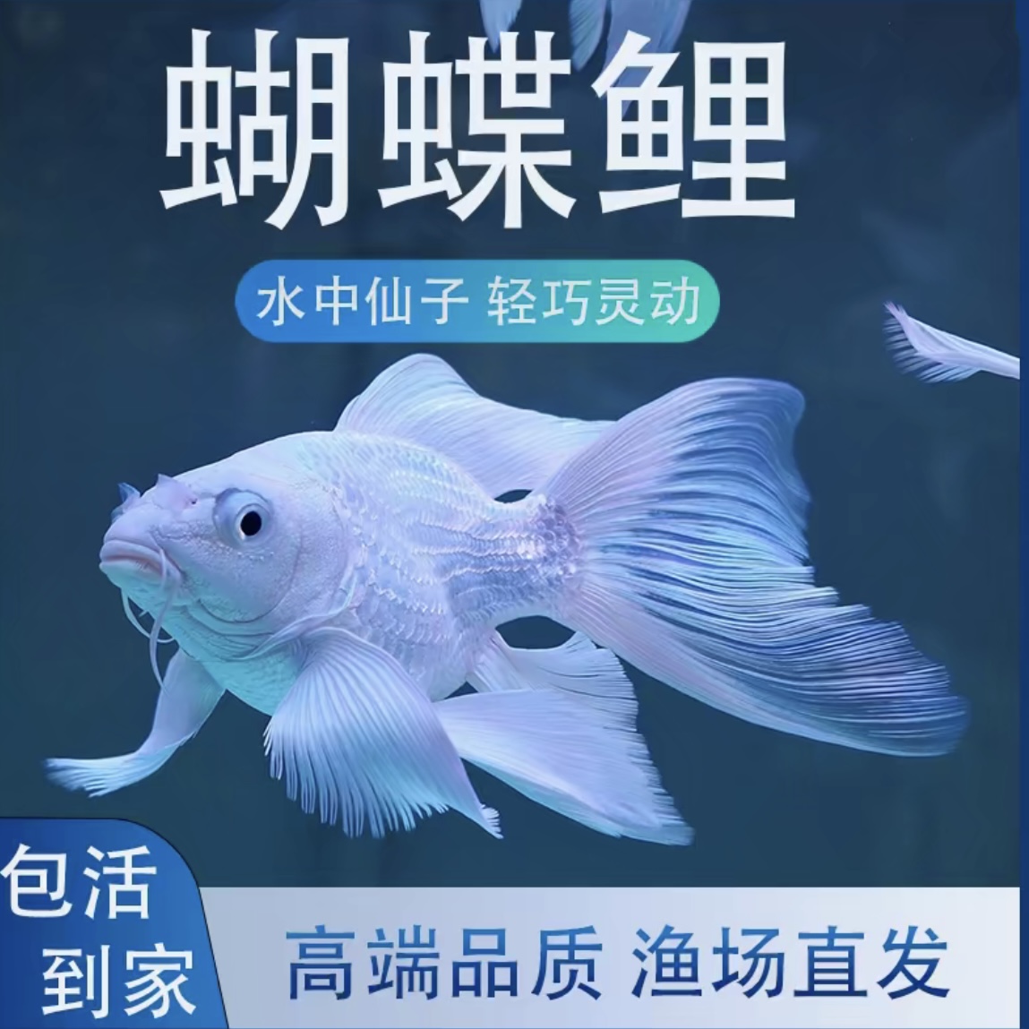 纯种台系蝴蝶鲤石膏白短身大尾好养耐活可混养20-25厘米