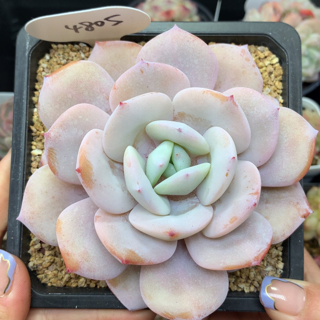 韩货奶茶单头4805