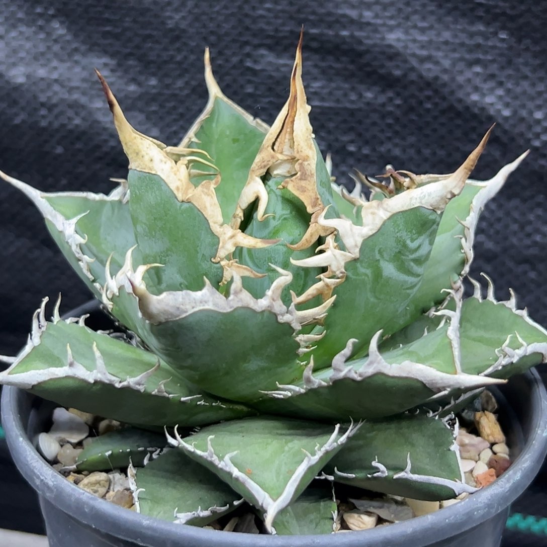 海王一物一拍偏远不包邮不退不换