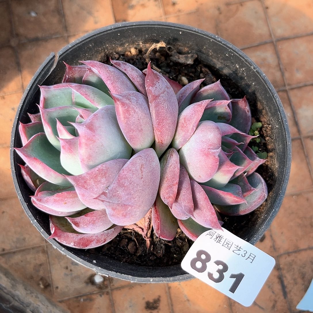 阿雅园艺。    831