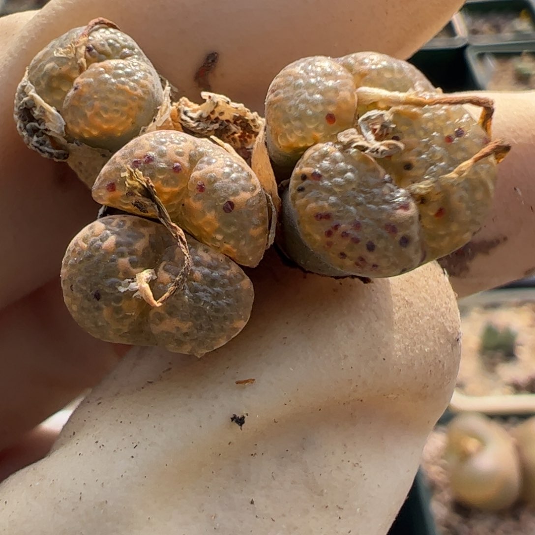 197 好看的多肉冲冲冲q