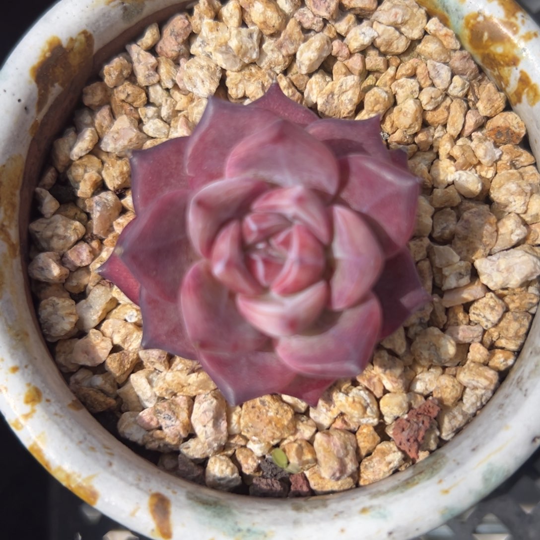 红拉糖精控多肉一物一拍