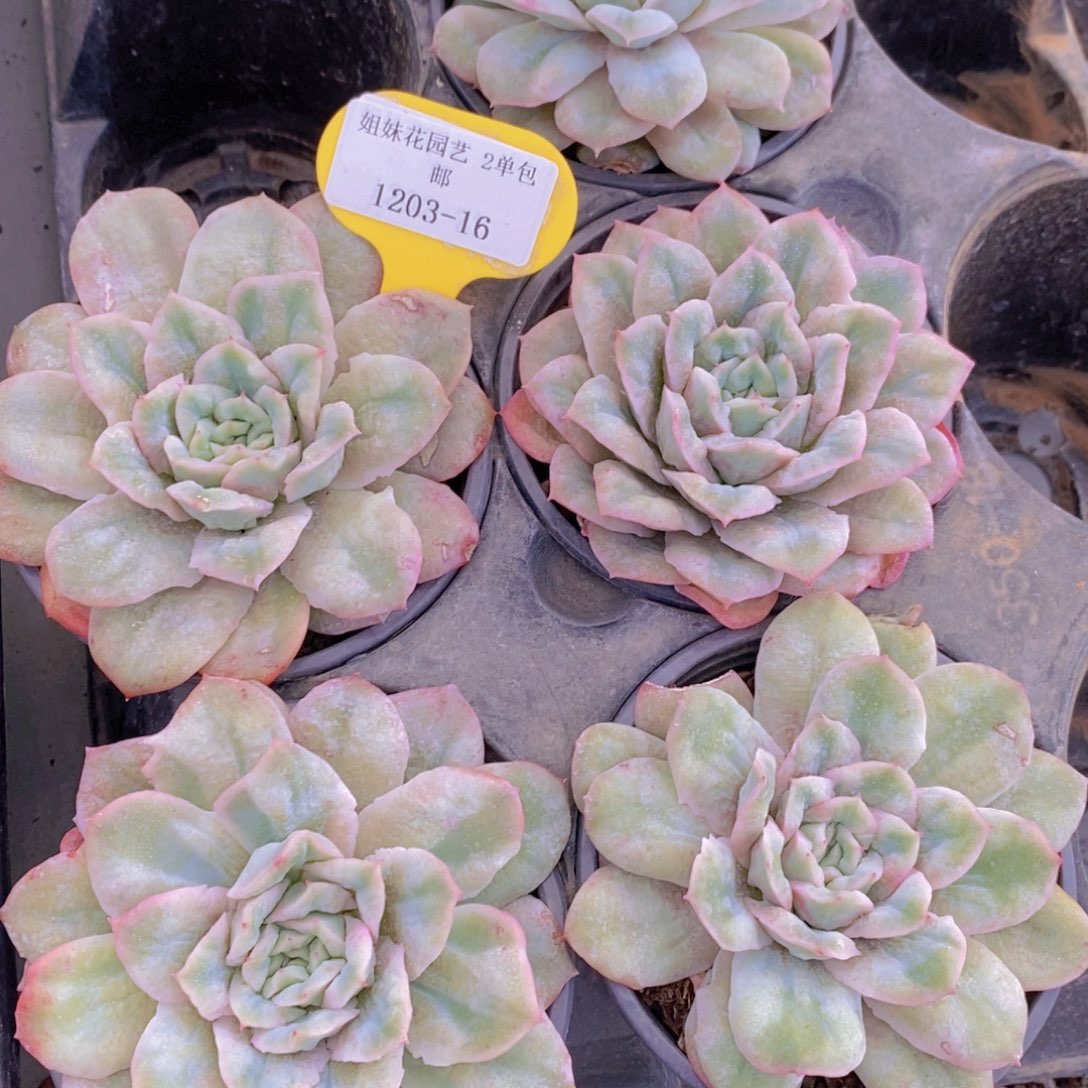 1203-16-精品母本泡泡纱裙单头一个