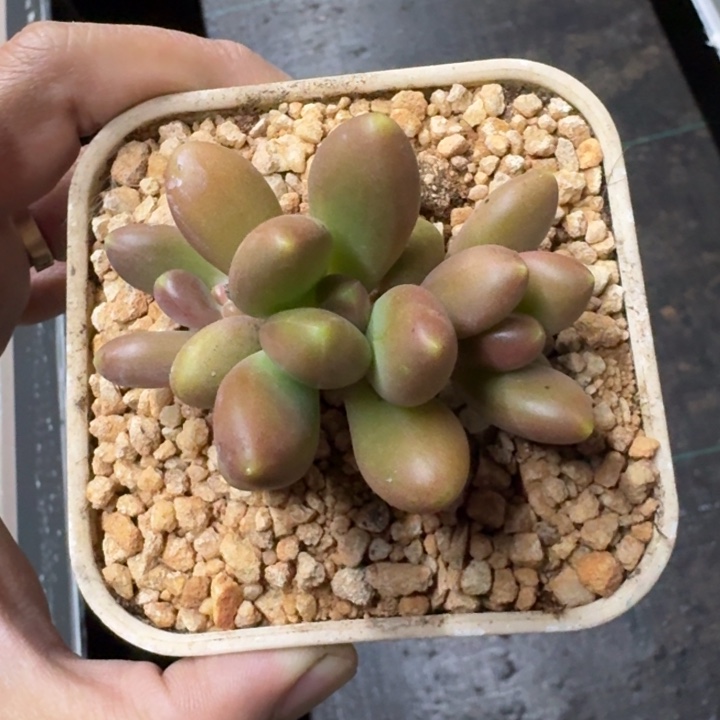 金吉拉 3头 一物一拍