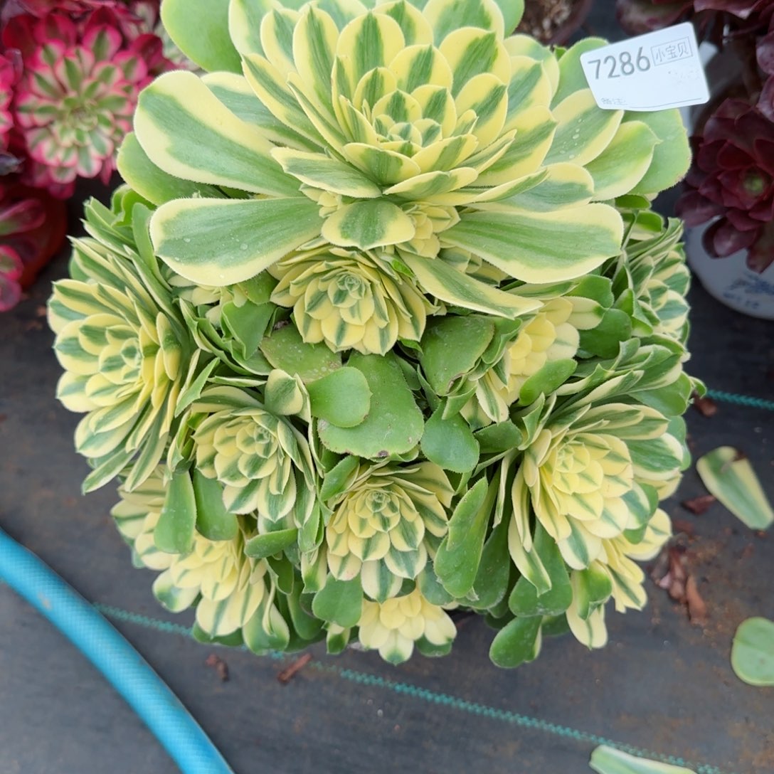 7286辛尼亚多肉多肉