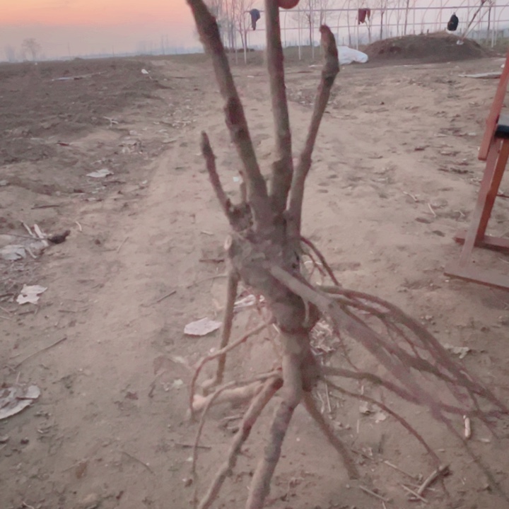 当前无花栽培后可以开花方纪