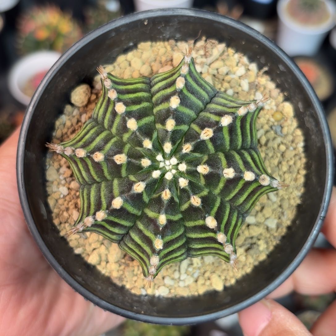 泰系实生米哈仙人球1000