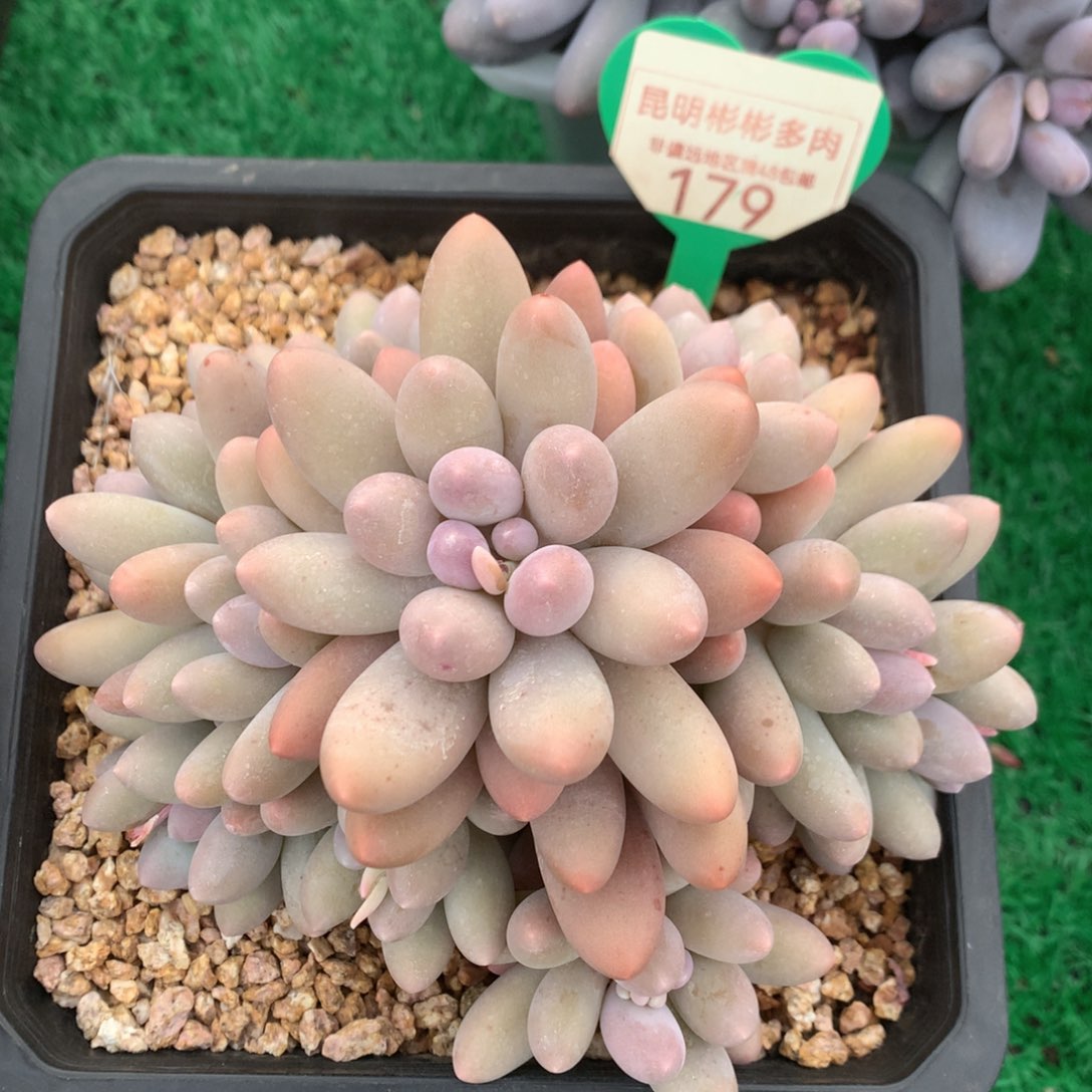 大叶汤圆老桩捧花179