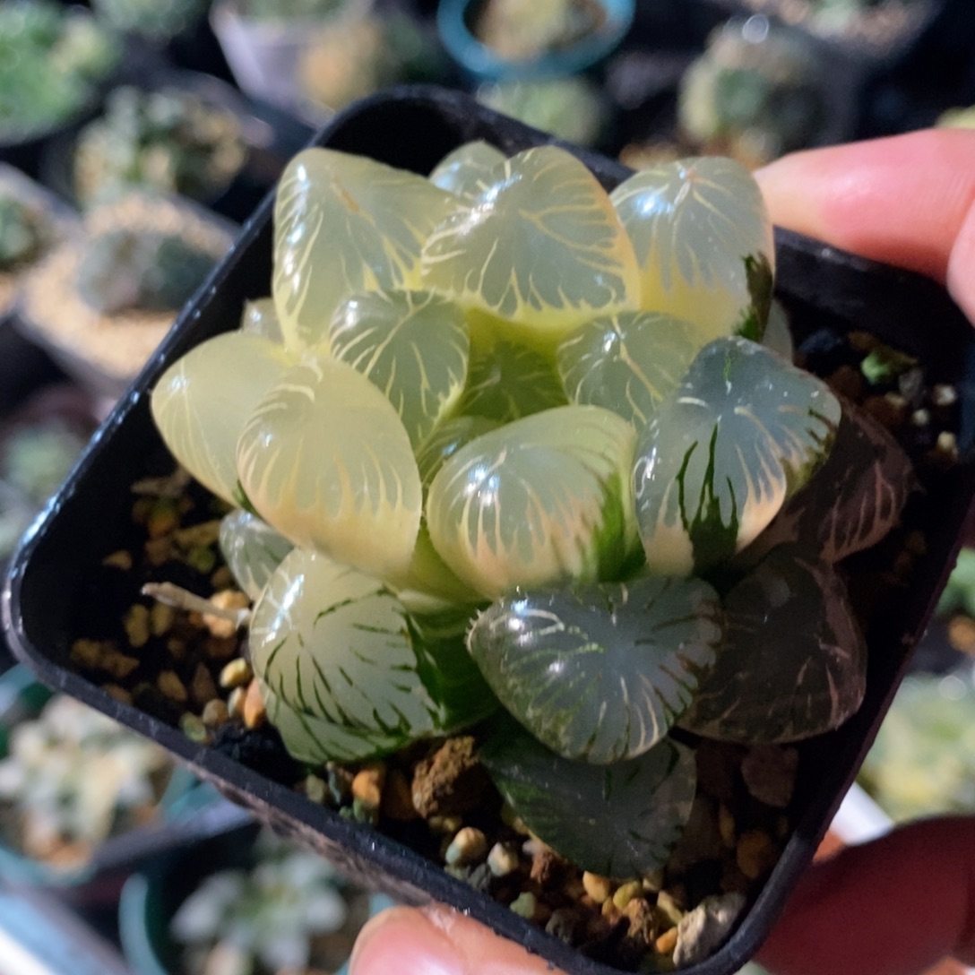 一颗实生糊斑大眼珠子玉露锦 