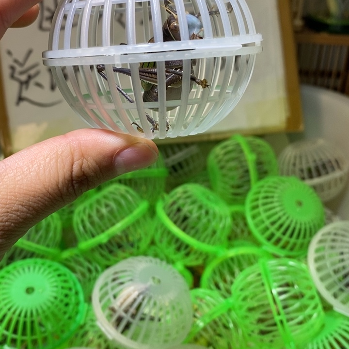 浮***꧔蝈蝈山青断须一只 到家7-10天开叫
