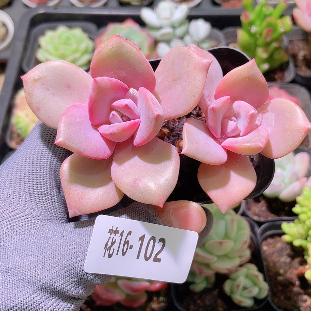 花利美16-102彩虹糖