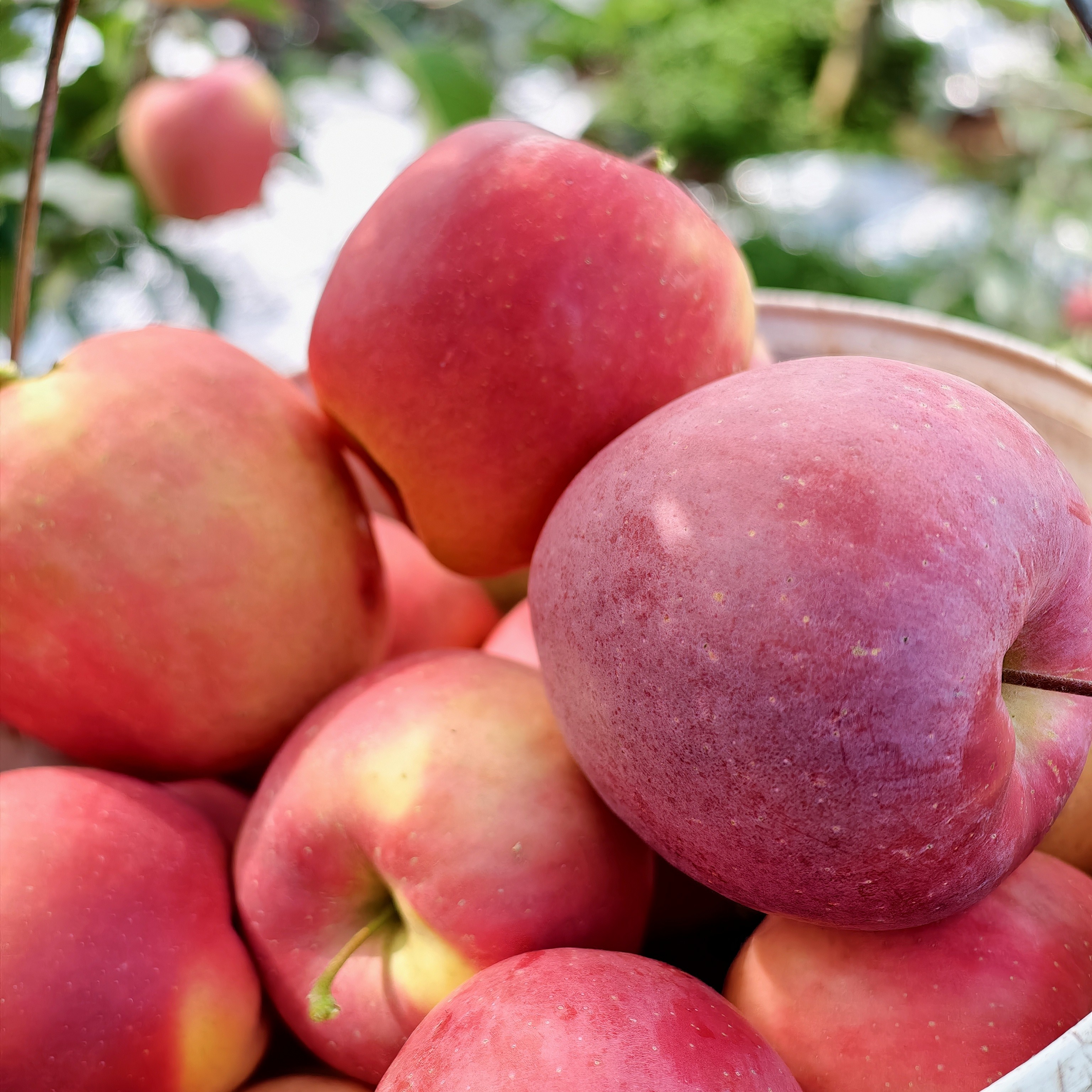 正宗云南昭通冰糖心丑苹果自带浓郁的清香味包邮