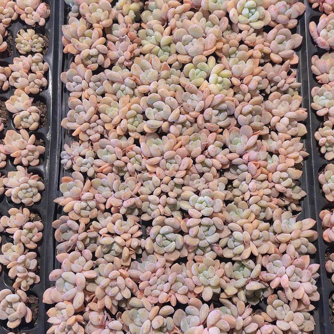 直播一物一拍多肉173