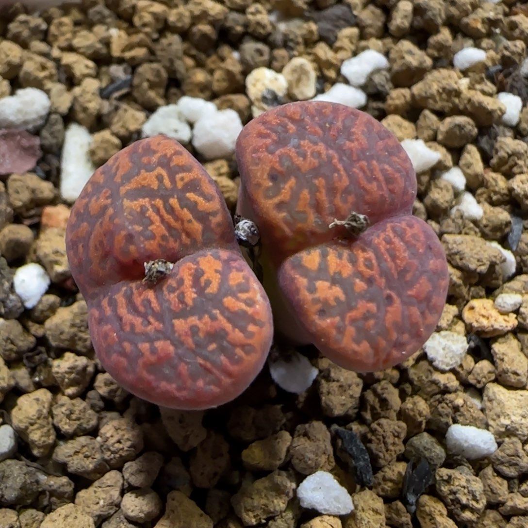 11.27。   红勋。    2012