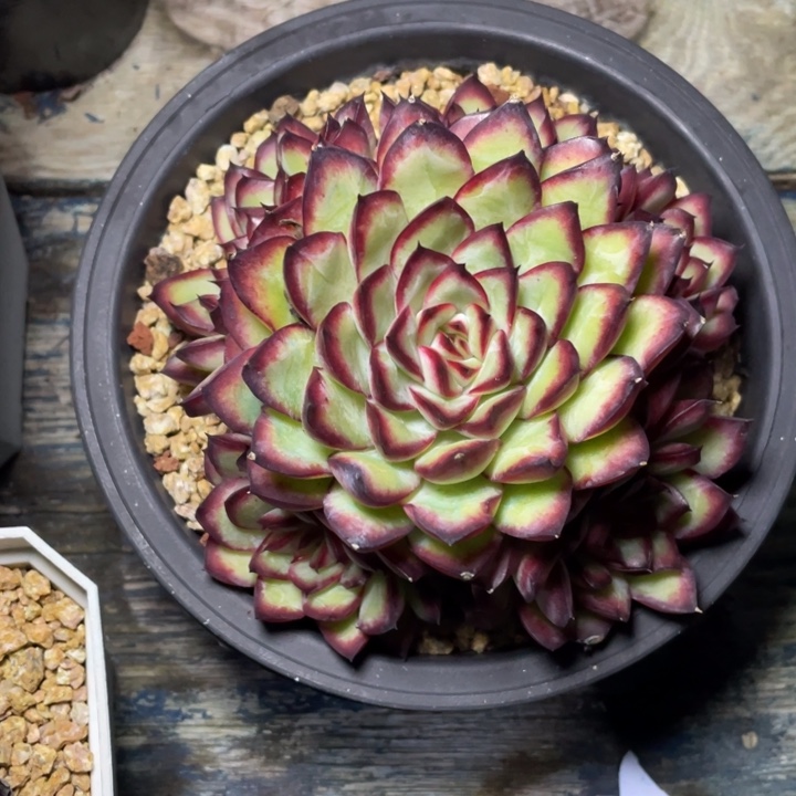 多肉路飞肉酱玫瑰