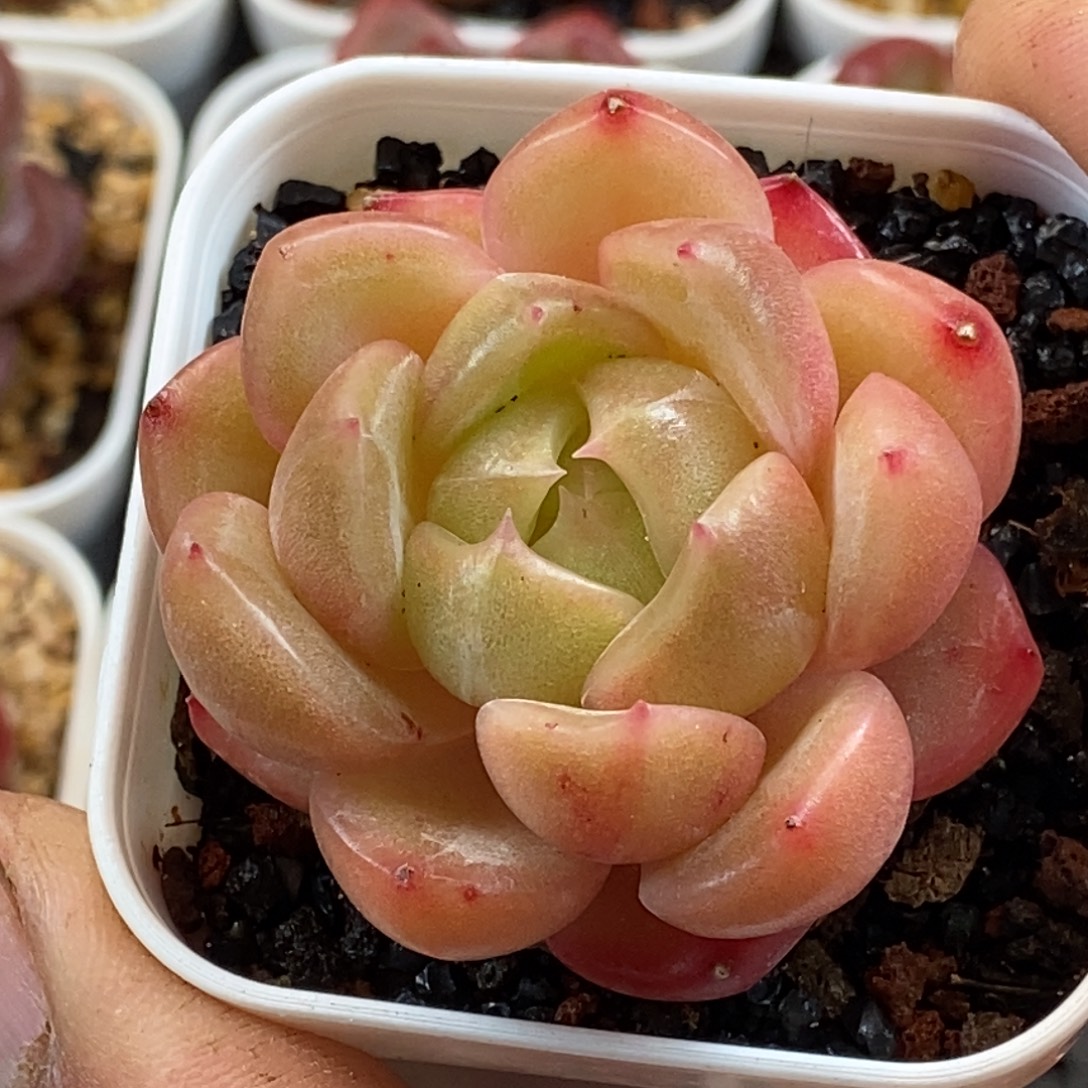 天官赐福百无禁忌