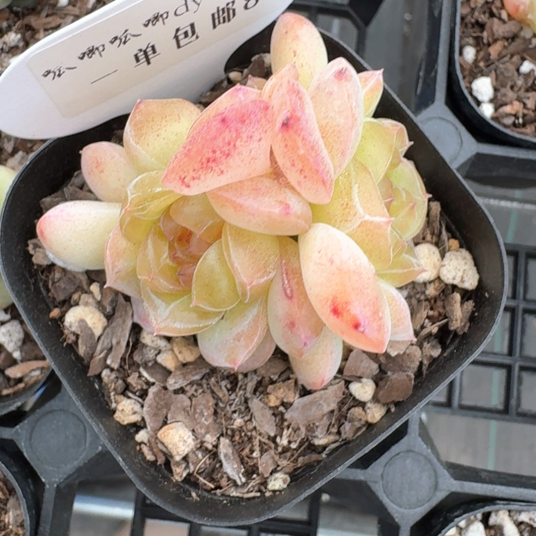 丶**勺0314-08-芳草一九