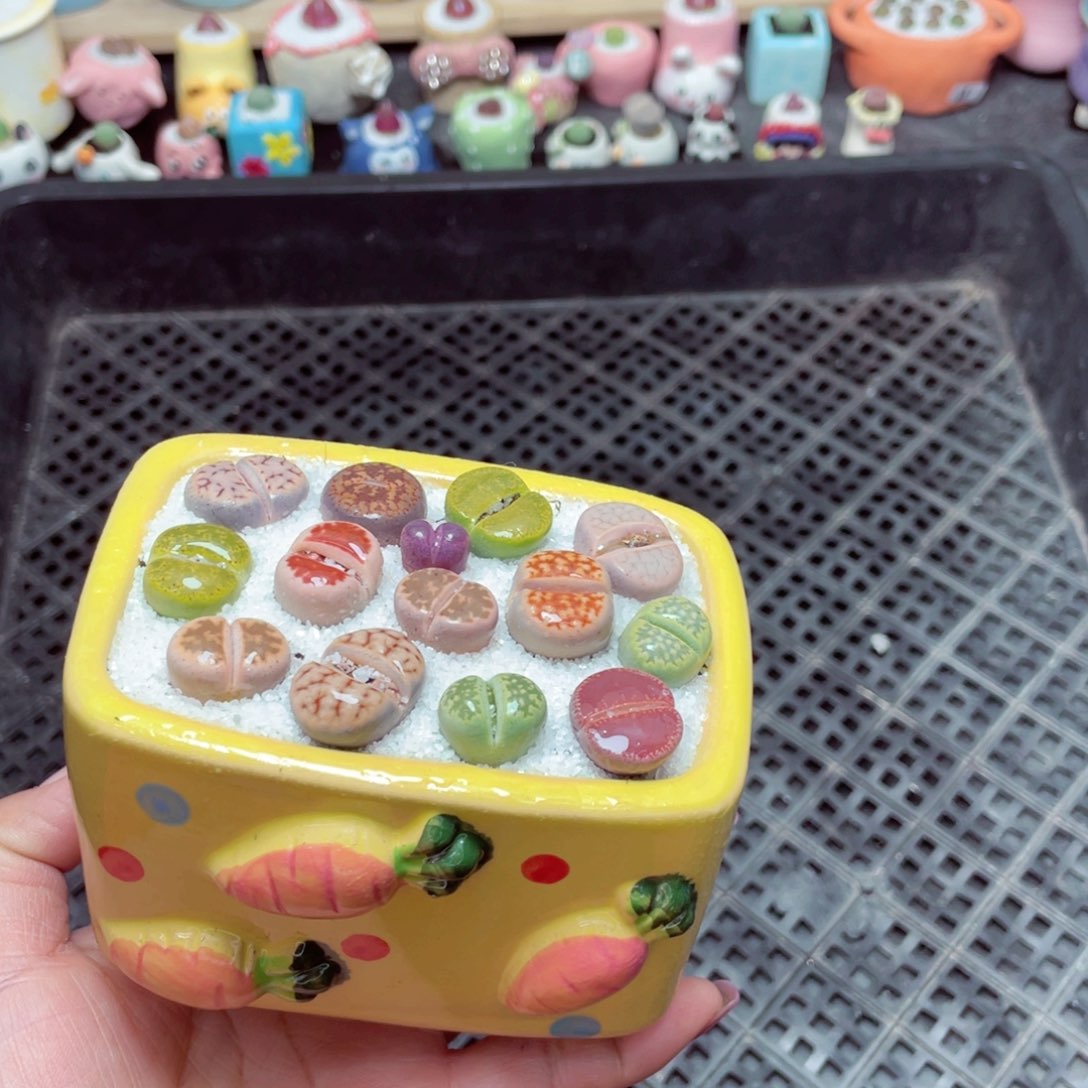 w7861 -零下地区拍保温箱-15支持寄养