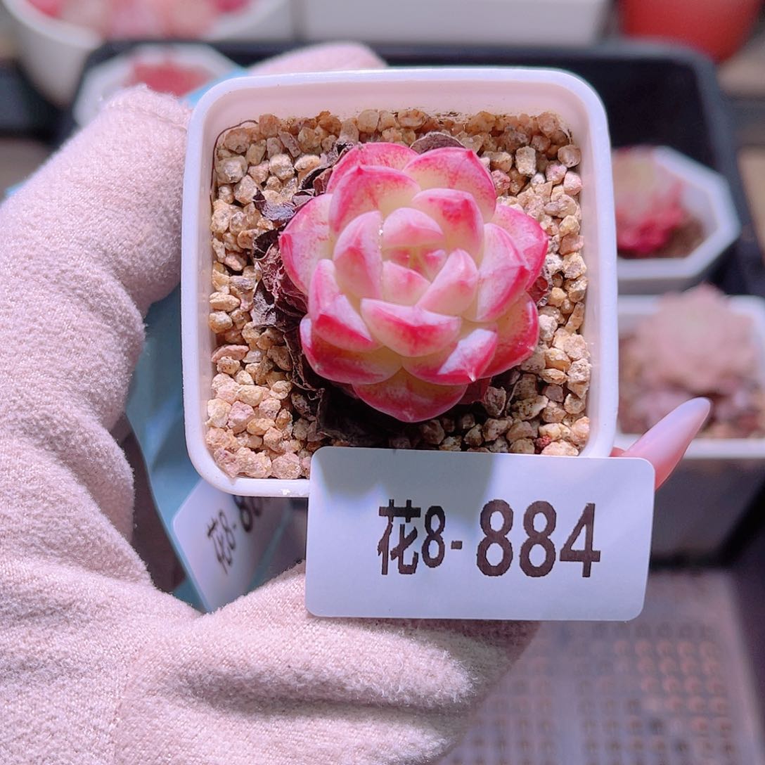 花利美8-884白桃汽水