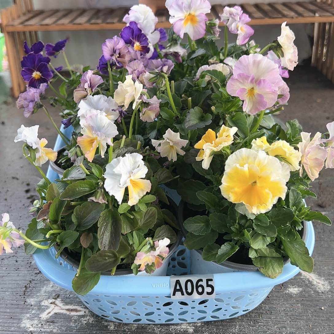 【闪购商品】065号