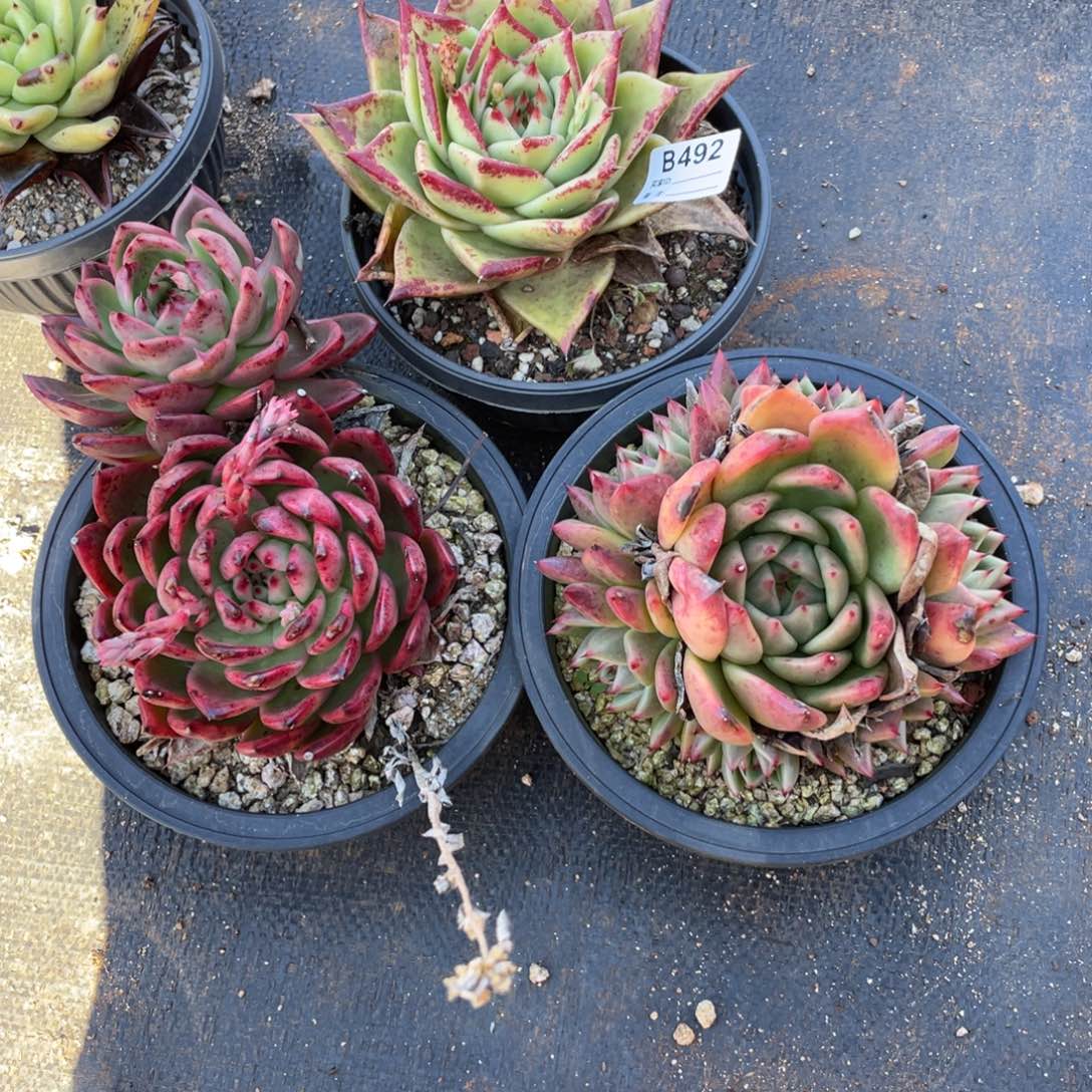 无花朵若如东云单拍B492