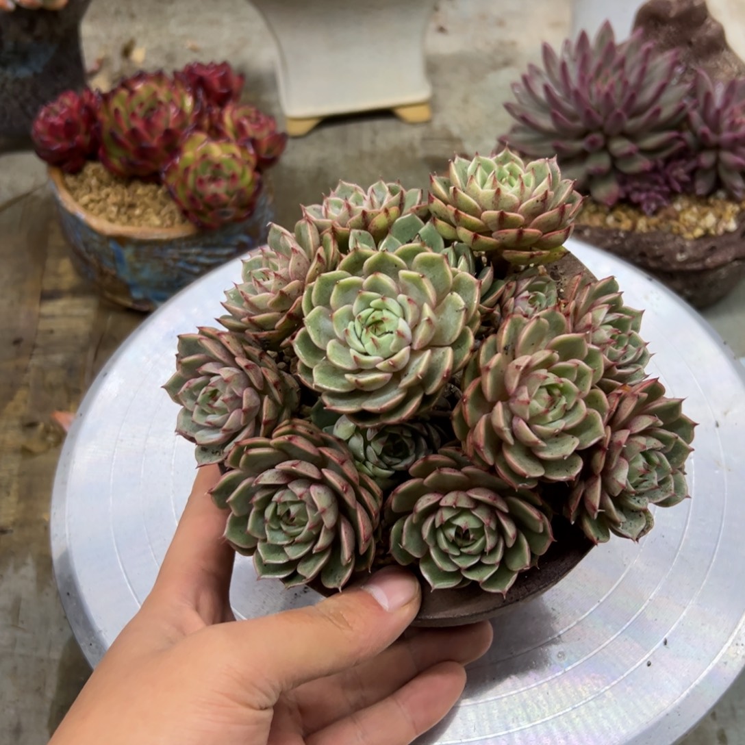 笨吧18 零零多肉植物