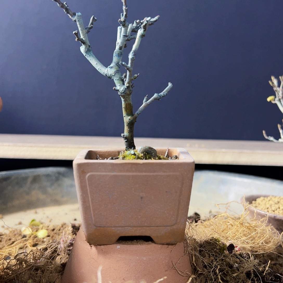 盆景盆景11111111