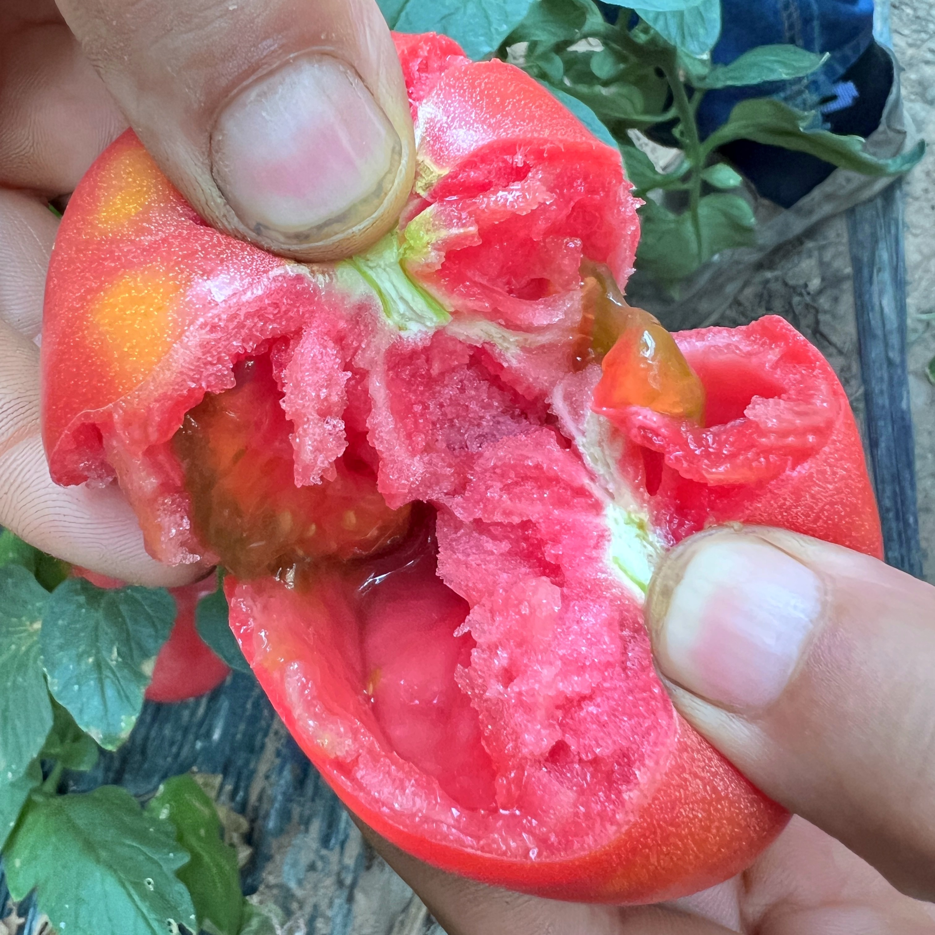 【沙瓤番茄】生态种植沙瓤西红柿沙沙甜甜就是我新鲜河南省