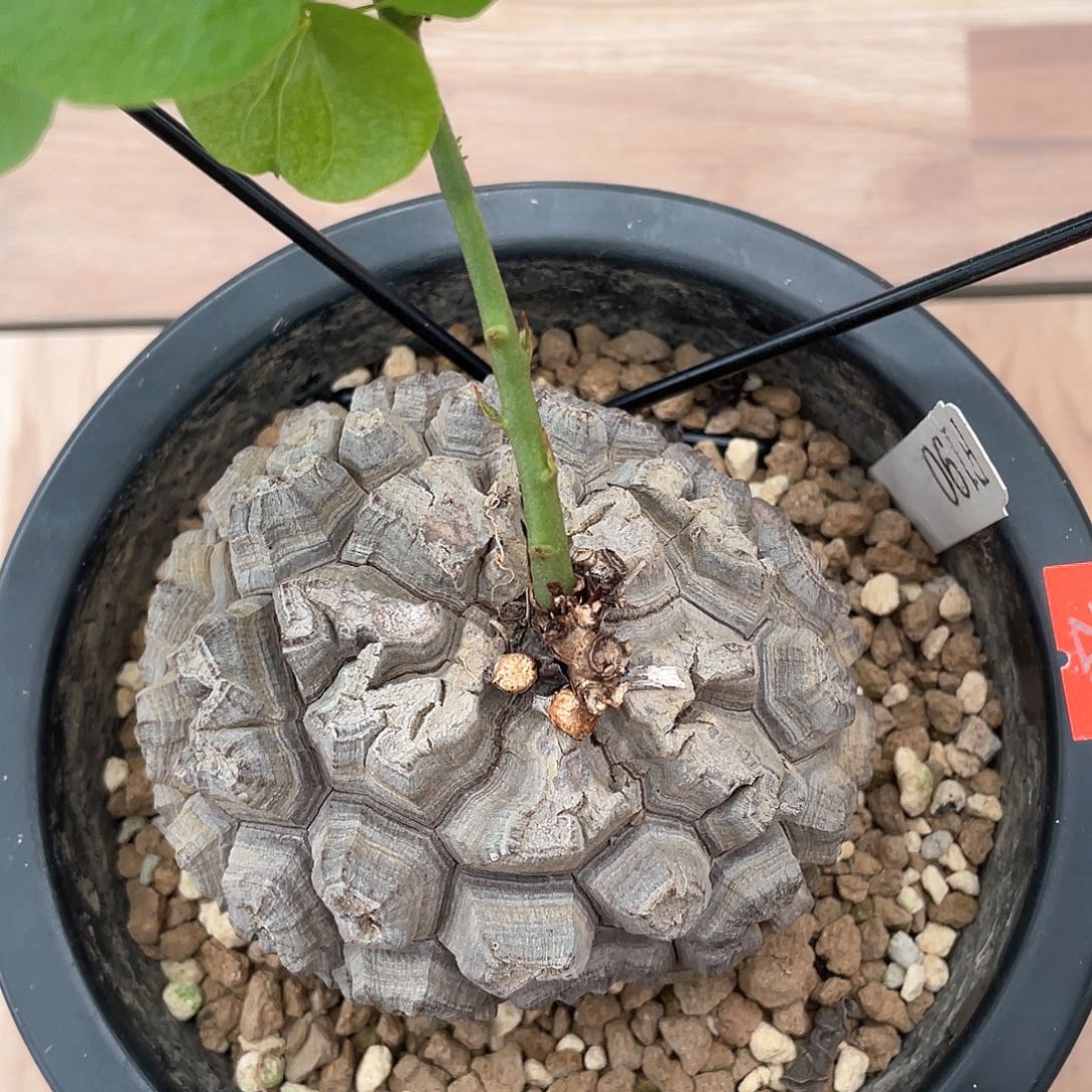 190号日系密纹龟9公分带瑕